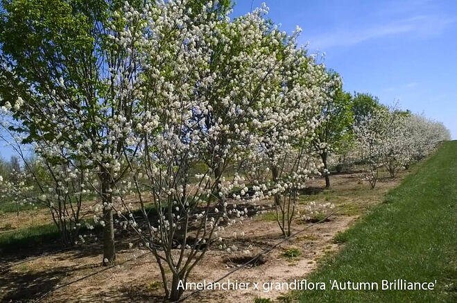 03 Amelanchier x grandiflora Autumn Brilliance apple serviceberry