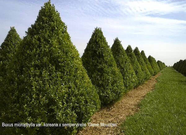 Buxus-microphylla-var-koreana-x-sempervirens-Green-Mountain