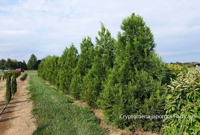 03 Cryptomeria japonica Radicans4