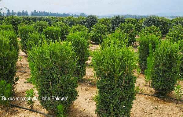 Buxus-microphylla-John-Baldwin