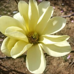 yellowbird magnolia blossom