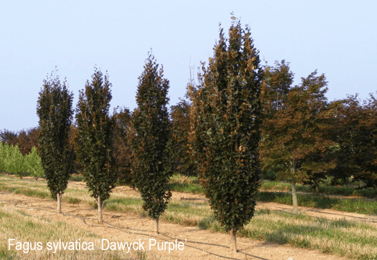 fagus sylvatica dawyck purple