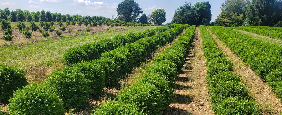 nursery field of boxwood