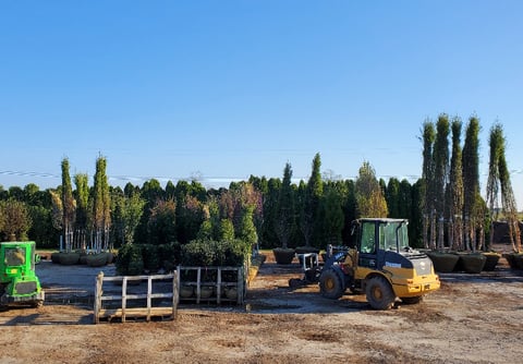 nursery plants in holding yard