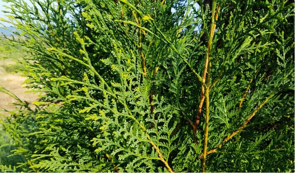 thuja occidentalis hetz winter green foliage