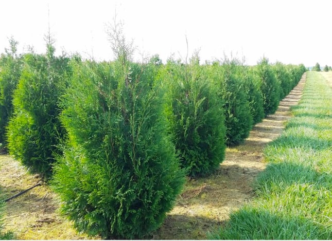 Thuja occidentalis 'Hetz Winter Green'