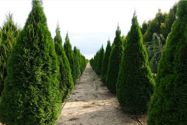 thuja occidentalis smaragd1