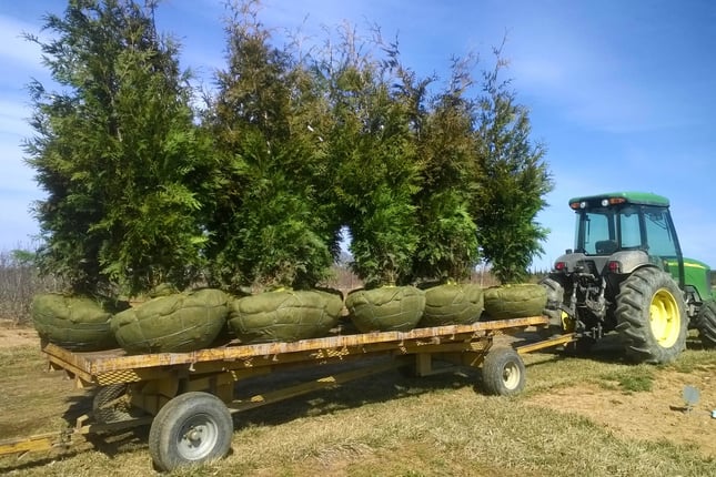 ball-and-burlaped-hedging-plants-on-a-flatbed-trailer