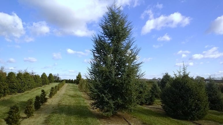 Cedrus atlantica ‘Glauca’: Bold, Blue, Unforgettable