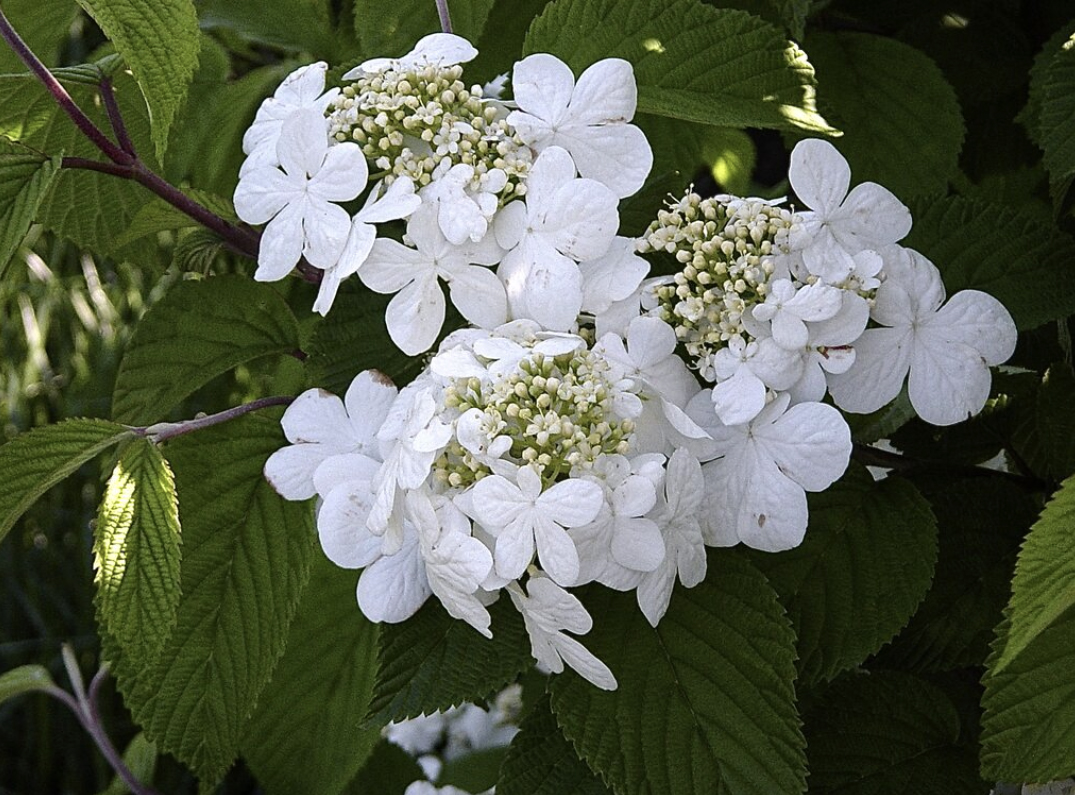 viburnum-mariesii-blossoms