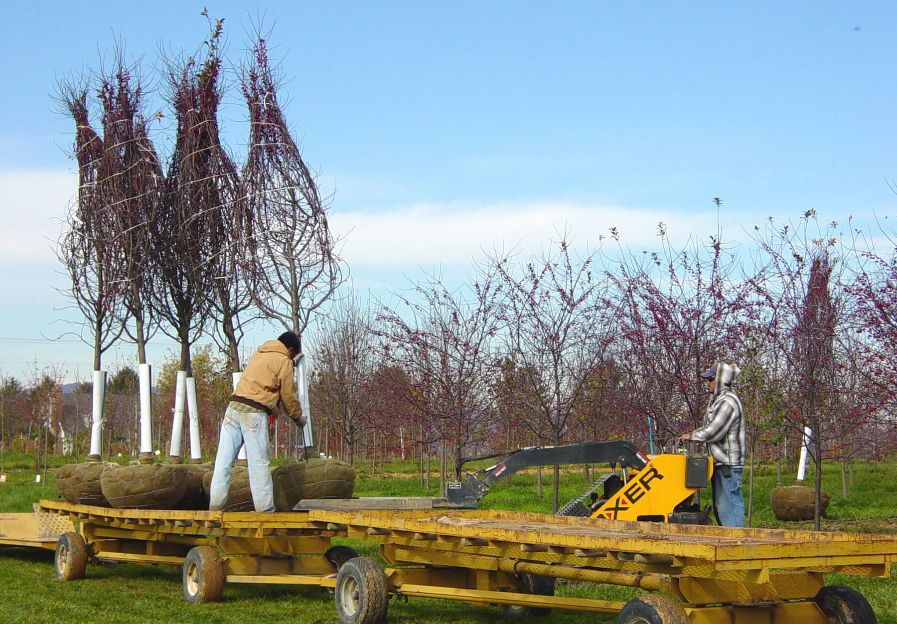field grown trees ready for shipping from nursery
