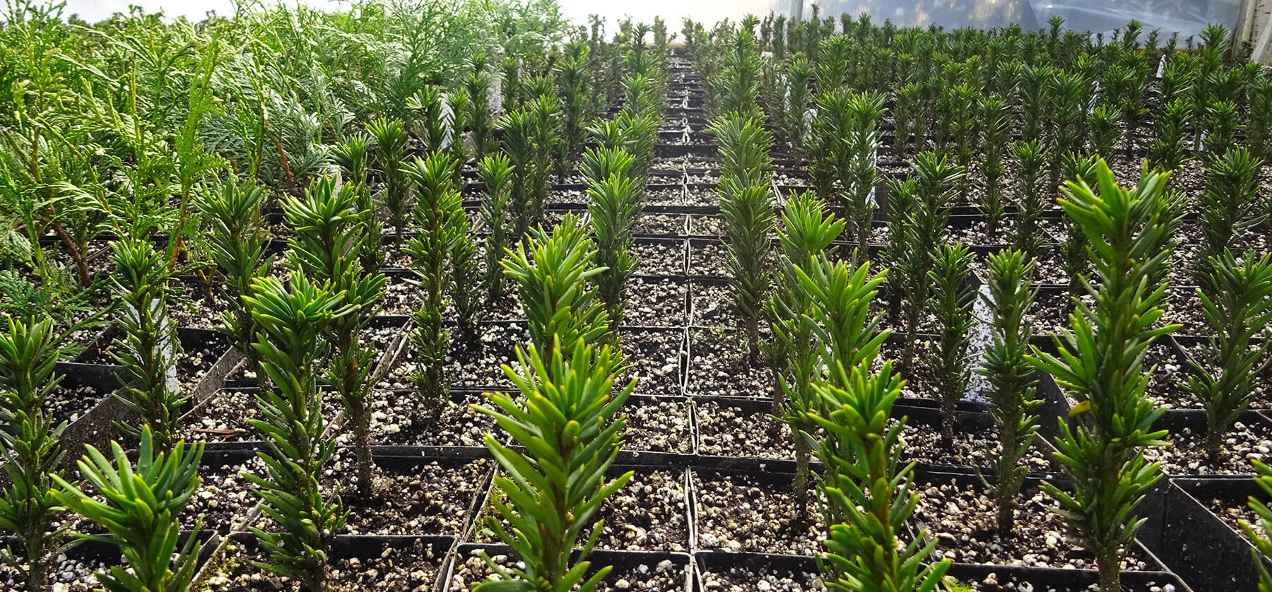 seedlings in production