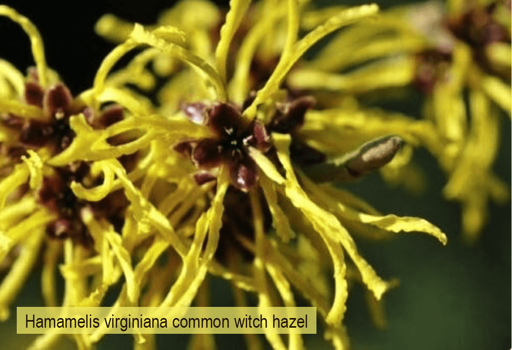 native-plant-Hamamelis-virginiana-common-witch-hazel