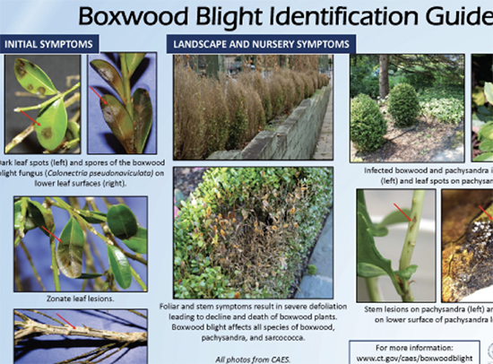 boxwood-compliance-identification-guide