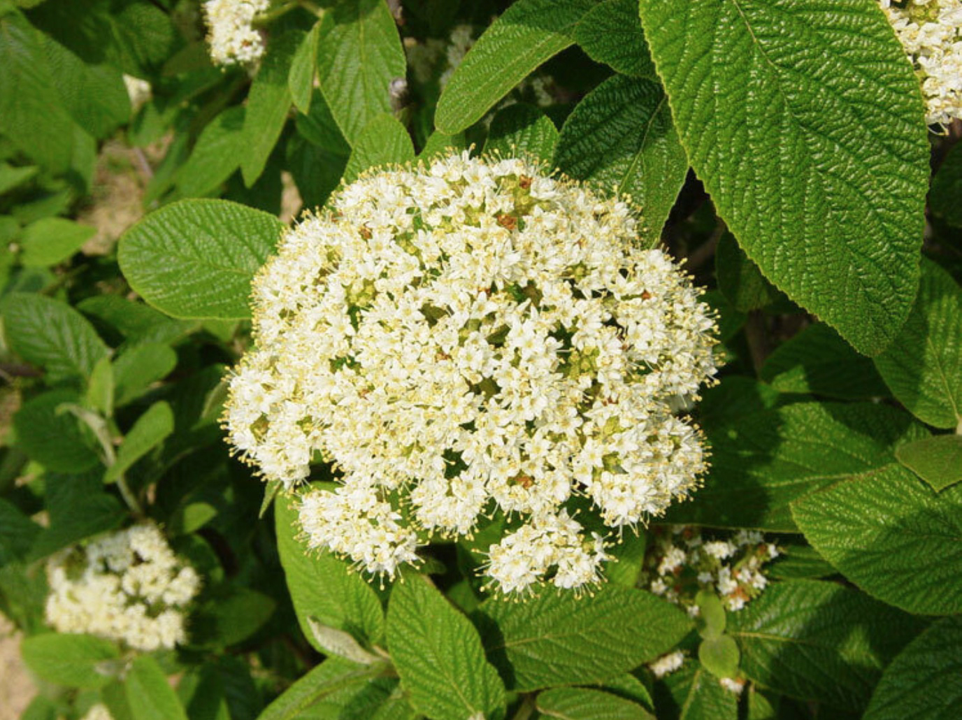 Plant of the Month Viburnum Alleghany