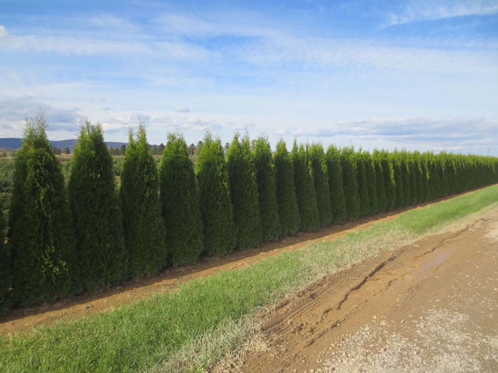 Privacy Hedge Growing System