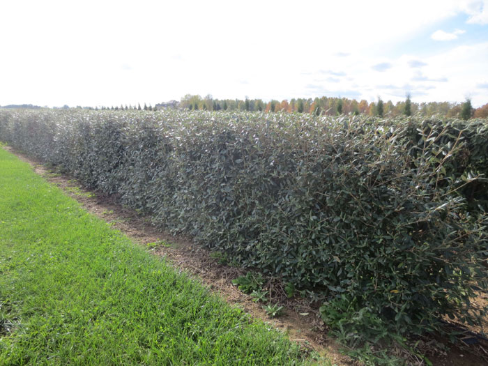 Privacy Hedge Growing System