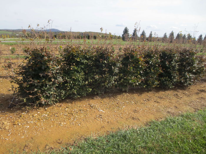 Privacy Hedge Growing System