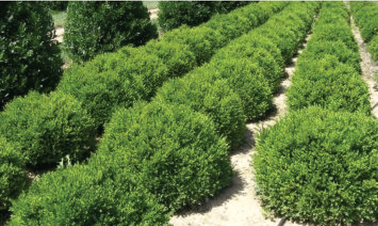 healthy field grown boxwood plants at the nursery
